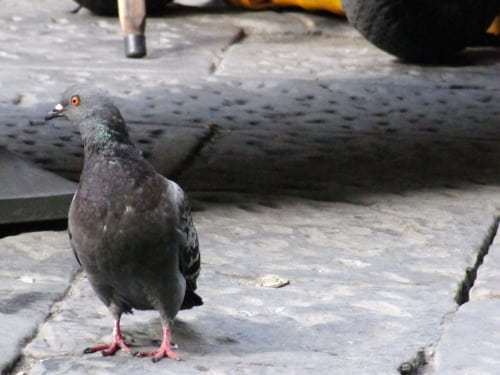 The Pigeon Drugs n Mafia in Florence