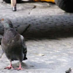 The Pigeon Drugs n Mafia in Florence